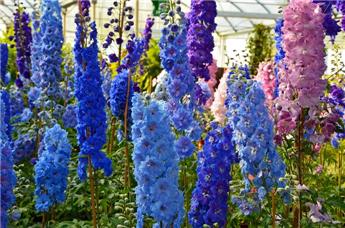 [143533] Delphinium Delgenius Variés Pot P19 cm