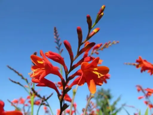 [112585] Crocosmia Babylon Pot C2Litres