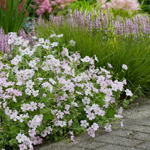 [130354] Geranium Dreamland rose Pot C2