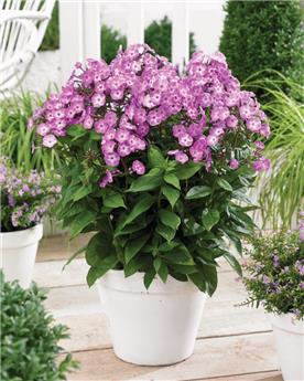 [107361] Phlox paniculata Early Pink Candy P17 cm