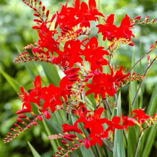 [106705] Crocosmia Lucifer Pot C2Litres