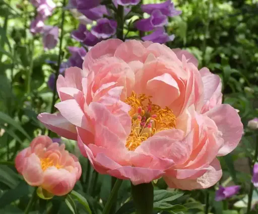 [144408] Paeonia lactiflora Hawaiian Coral Pot C2.5Litres