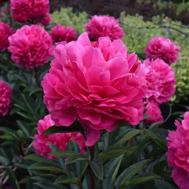 [107063] Paeonia lactiflora Kansas Pot C5