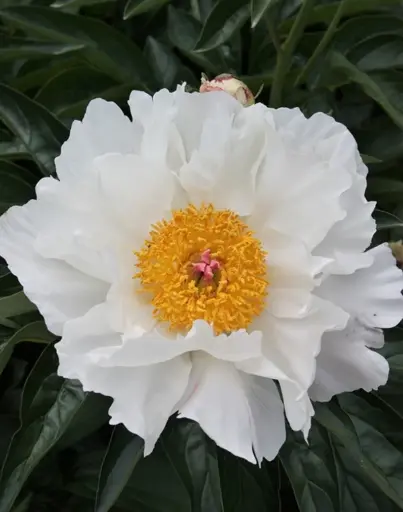 [107065] Paeonia lactiflora Krincled White Pot C5