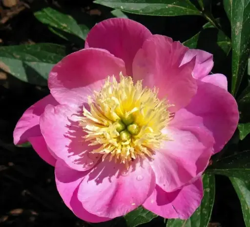 [124474] Paeonia lactiflora Wladislava Pot C5