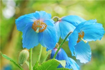 [141502] Meconopsis betonicifolia Pot P9 - Pavot BLEU