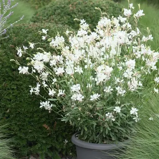[136694] Gaura lindheimeri Belleza White Pot P19 ** Variété + compacte **