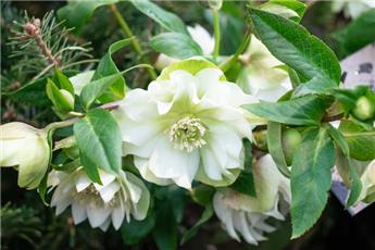 [145245] Helleborus orientalis Double Ellen White Pot P14