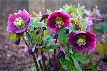 [145247] Helleborus orientalis Hello Ruby Pot P14