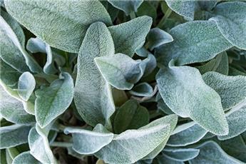 [143151] Stachys byzantina Silver Carpet Pot C2L ** Oreille d´ours **