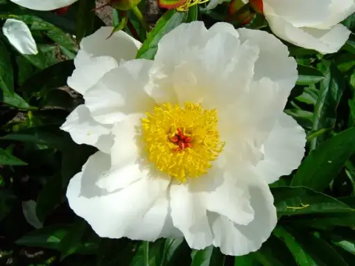 [139753] Paeonia lactiflora White Wings Pot C2 ** Blanc simple **
