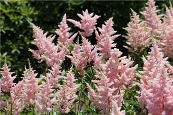 [143364] Astilbe Rose Pot P20 cm