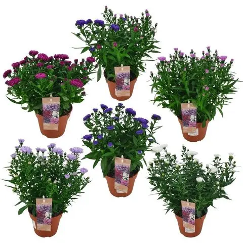 [130690] Aster Showmaker variées Pot P14