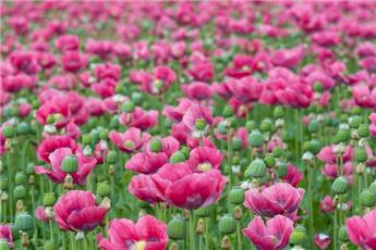 [143530] Papaver orientalis Pink Perfection Pot P19 cm