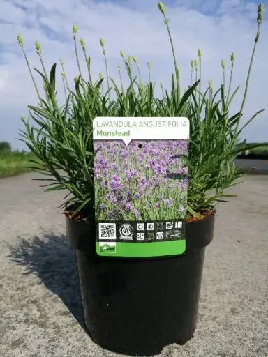 [129913] Lavandula Munstead XXL Pot C3.6Litres XXTRA