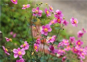 [140405] Anemone japonica Attraction Pink Pot P19