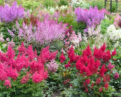 [107851] Astilbe mix variés Pot P15cm