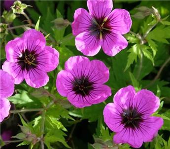 [145186] Geranium  Pink Penny Pot C2Litres ** Vivace à très longue floraison.