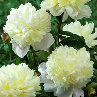 [142208] Paeonia lactiflora Laura Dessert Pot P12 ** Parfumee **