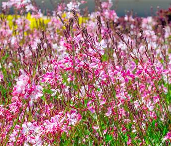 [108294] Gaura lindheimeri Rosy Jane Pot C2