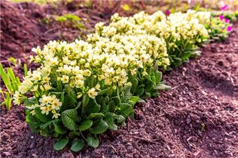 [124671] Primula Elatior Pot P13 - Primeverre