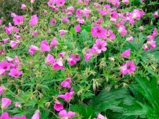 [133232] Geranium Patricia P13