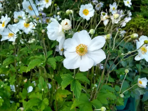 [107761] Anemone japonica Honorine Jobert Pot P17-19 cm