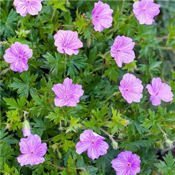[124843] Geranium Blushing Turtle Pot C2Litres ** Vivace à longue floraison estivale **