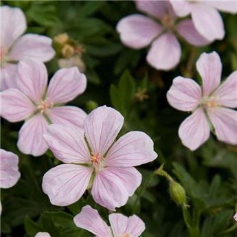 [144370] Geranium sanguineum Pink Pouffe Pot P17 cm ** Vivace à longue floraison **