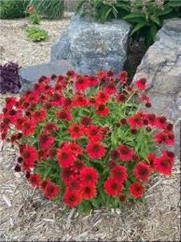 [133671] Echinacea Sombrero Compact Red P17