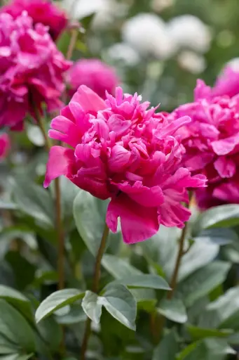 [102075] Paeonia lactiflora Red Sarah Bernhard Pot C5