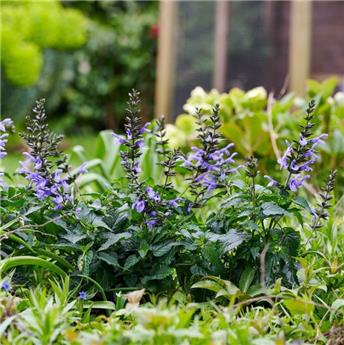 [145059] Salvia salgoon Lake Como Pot P17 - C2L