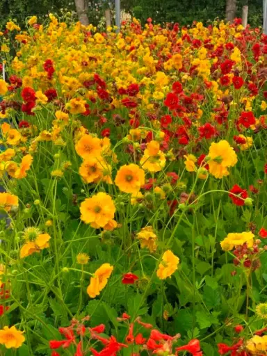 [145000] Geum chiloense mix varié Pot P17cm