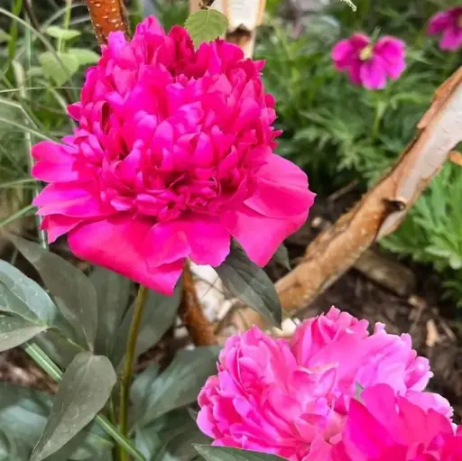 [119190] Paeonia lactiflora Felix Crousse Pot P12-17 cm ** Pivoine rouge parfumée **