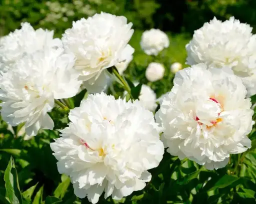 [128921] Paeonia lactiflora Shirley Temple Pot P17 cm  ** Pivoine Blanche très parfumée **