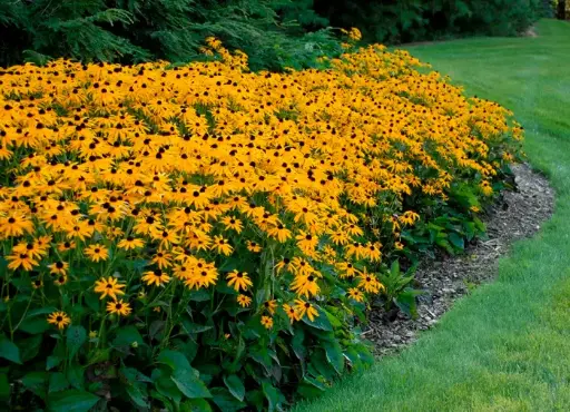 [134664] RUDBECKIA fulgida Goldsturm Pot P17 cm