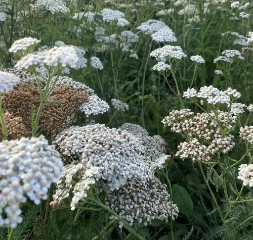 [124689] Achillea millefolium Pot P14 cm