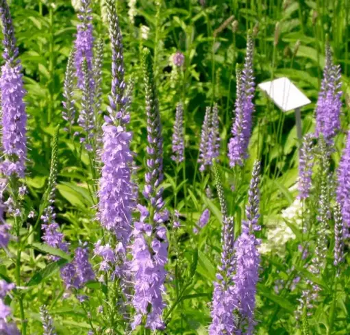 [126369] Veronica spicata Inspire Blue Pot P17