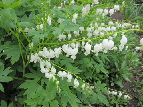 [101769] Dicentra spectabilis Alba Pot P17 ** Coeur de Marie Blanc **