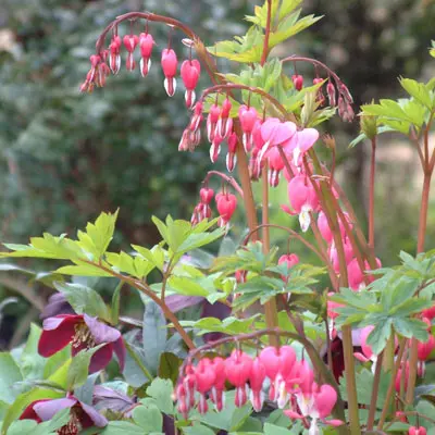 [101770] Dicentra spectabilis Pot 17cm ** Coeur de Marie Vivace **