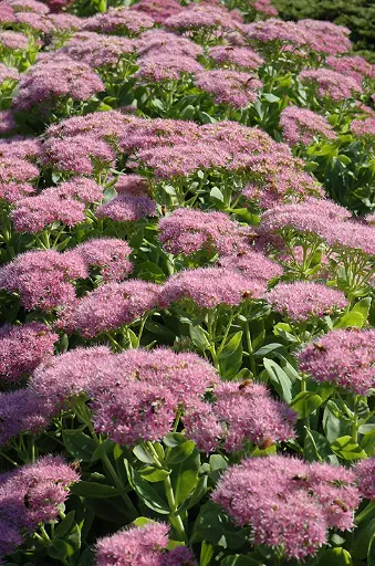 [110268] Sedum spectabile Brillant Pot C3.6Litres