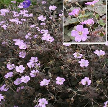 [140008] Geranium oxonianum Dusky Crug