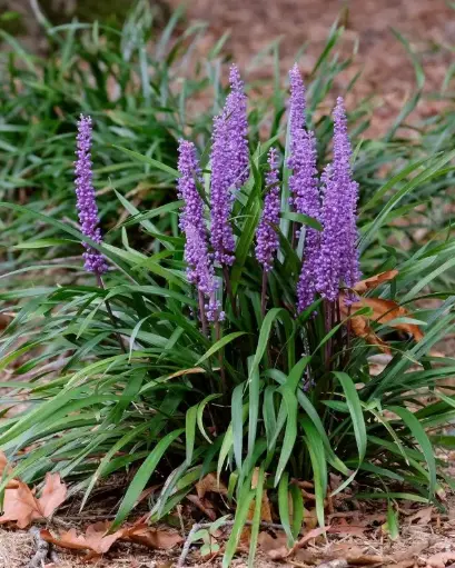 [108827] Liriope muscari Moneymaker Pot 17
