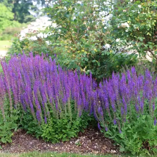 [126689] Salvia nemerosa Ostfriesland Pot P17 cm
