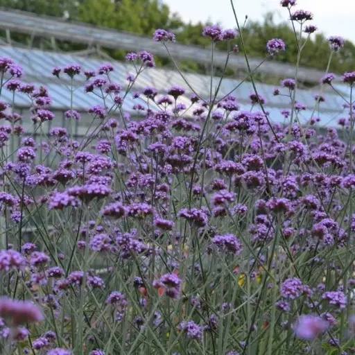 [112237] Verbena bonariensis Pot 12-15 cm ** Verveine de Buenos Aires **