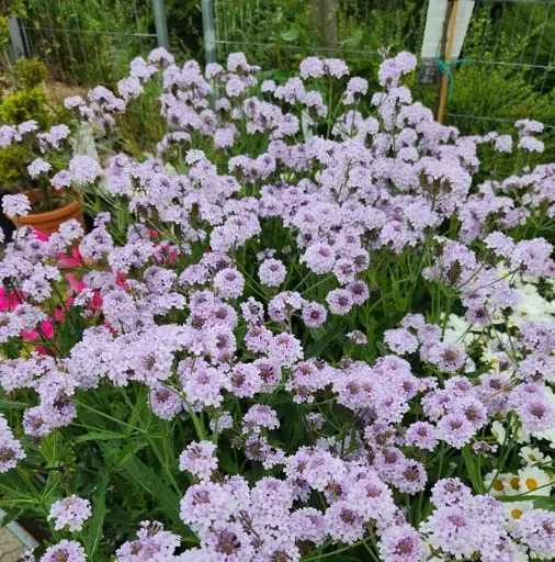 [143281] Verbena Polaris Pot P17 ** Verveine de Buenos Aires Naine **