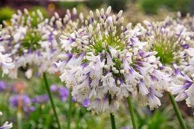 [137013] AGAPANTHUS Fireworks (bicolore) Pot P23cm