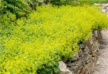 [125878] Alchemilla mollis Pot C1.5Litres