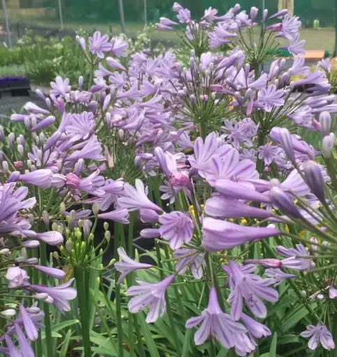 [134282] Agapanthus Little Amethyst Pot C4Litres