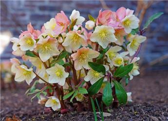 [145304] Helleborus Valeria Pot P15